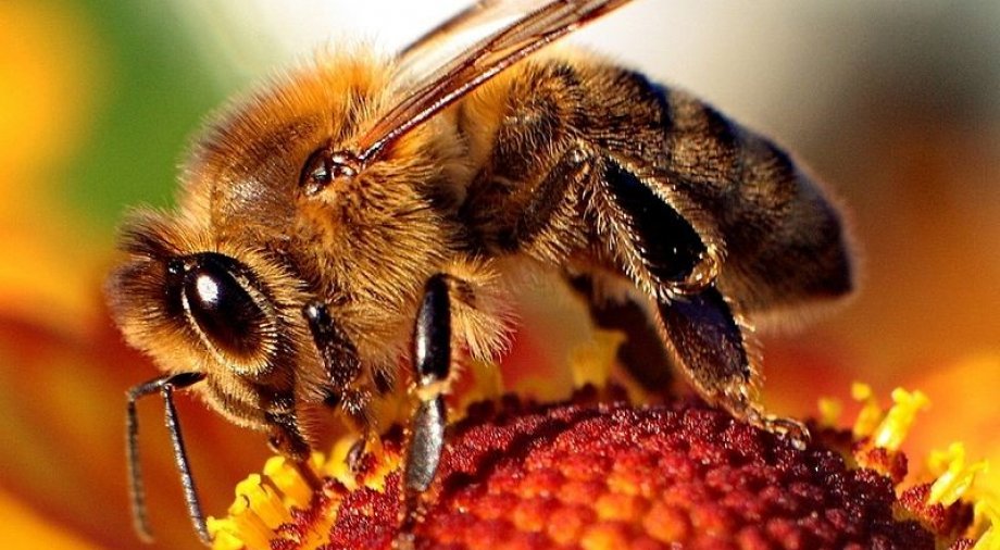 Baranya Megyei Önkormányzat részt vesz a Bee2Bee projektben